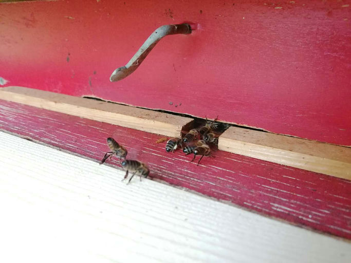 Kontrolle Bienenstand