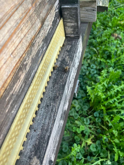 Juli, ab hier geht es wieder langsam runter im Bienenvolk