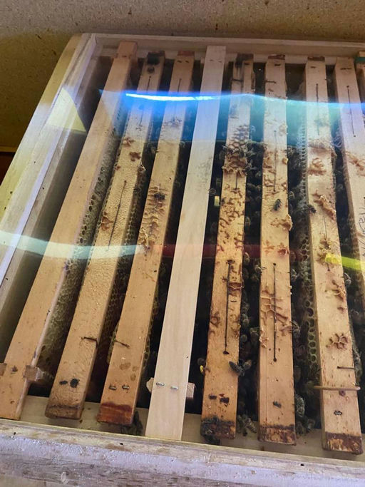 Das Hektar Nektar Volk ist da!