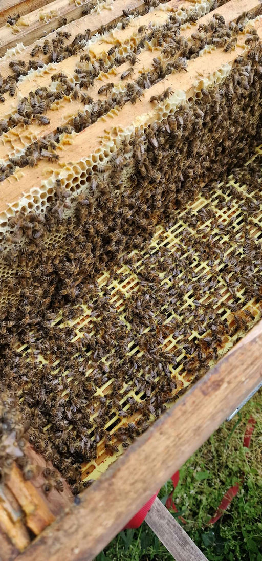 Sehr starkes Bienenvolk
