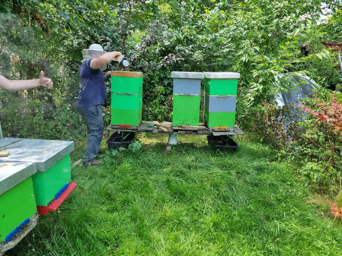 Honigernte und Abfüllen