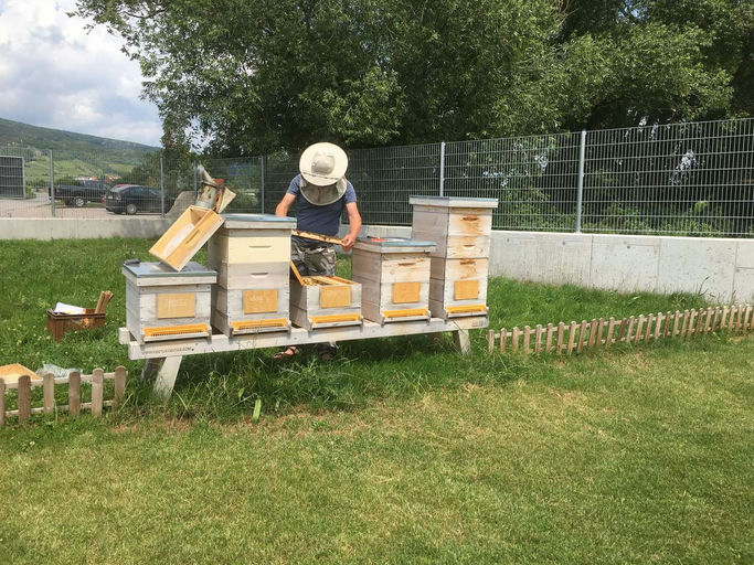 Das Bienenjahr neigt sich zu dem Ende