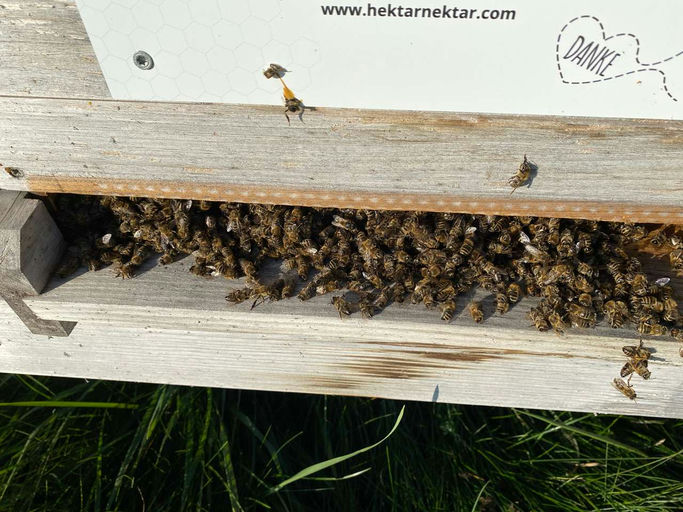 Restentmilbung, Futterkontrolle, allgemeine Kontrolle