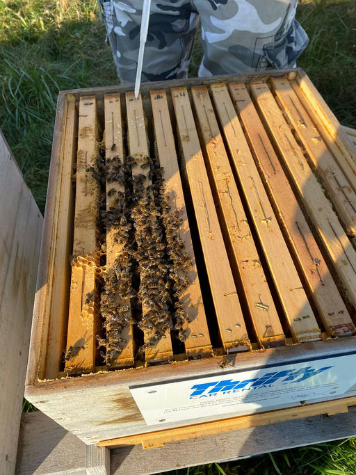 Restentmilbung, Futterkontrolle, allgemeine Kontrolle