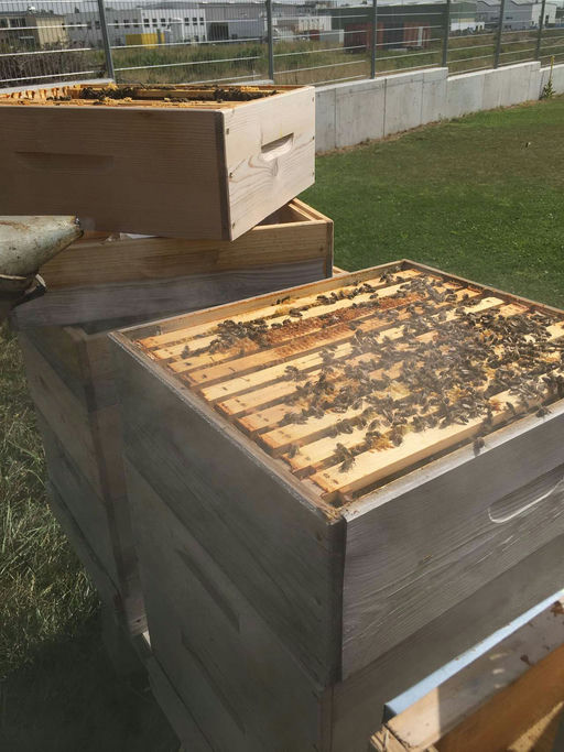 Honigernte und Vorbereitung für den Winter