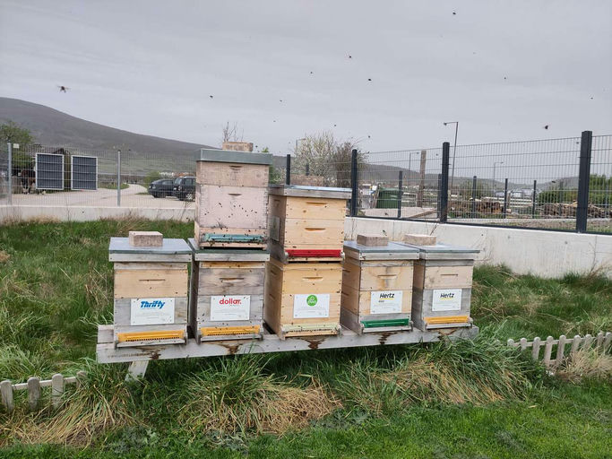 Abschied von den Bienen