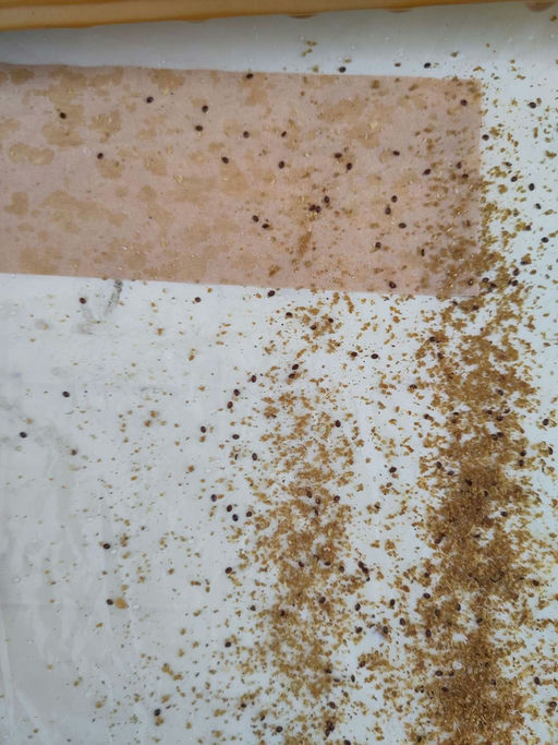 Varroa Restentmilbung war sehr erfolgreich!