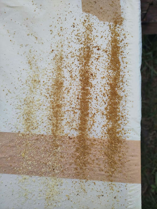 Varroa Restentmilbung war sehr erfolgreich! Bild 1
