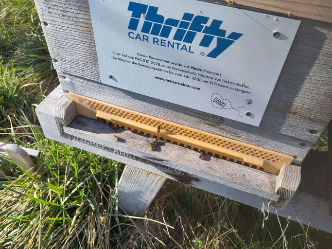 Die Durchlenzung beginnt - aber was ist das? Bild 2