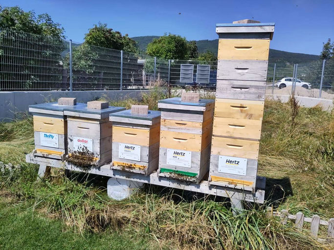 Letzte Honigernte & Varroamaßnahmen