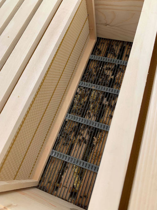 Honigraum aufsetzen Bild 2