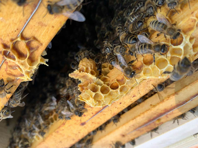 Honig Schleudern Bild 1