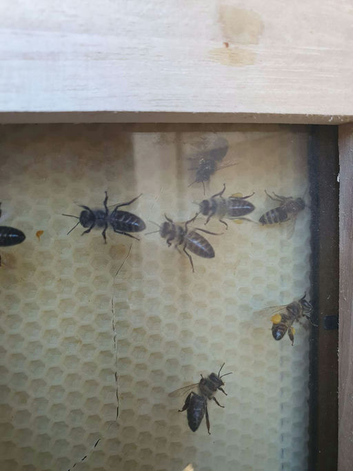 Polleneintrag nach dem Winter