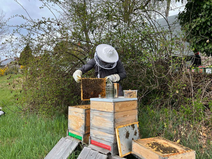Auswinterung Bienenstand Graz