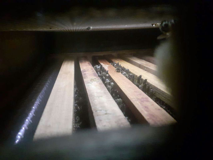 Winterruhe: warten, heizen, mit dem Brutgeschäft beginnen