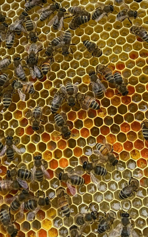 Der Ableger auf einem guten Weg