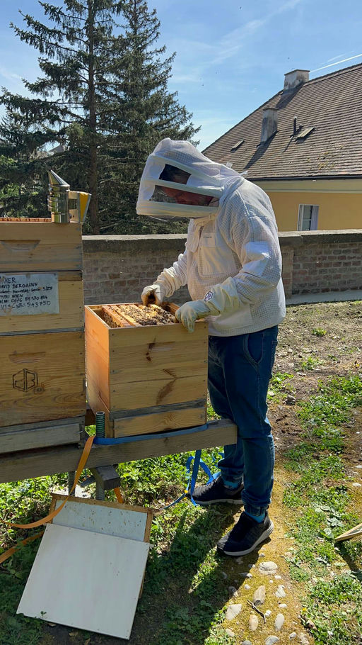 sieht nach guter Ernte aus Bild 3