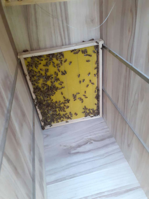 Die Bienen sind da! Bild 1