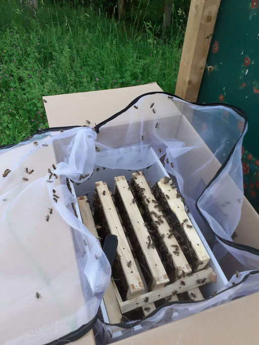 Die Bienen sind da! Bild 2
