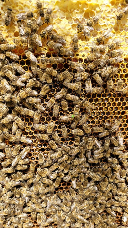 Die Arbeiter Biene 🐝🍯