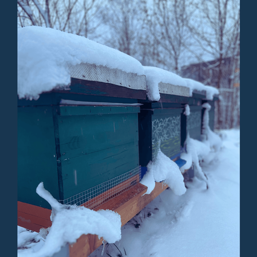 Schlummern unter Schnee