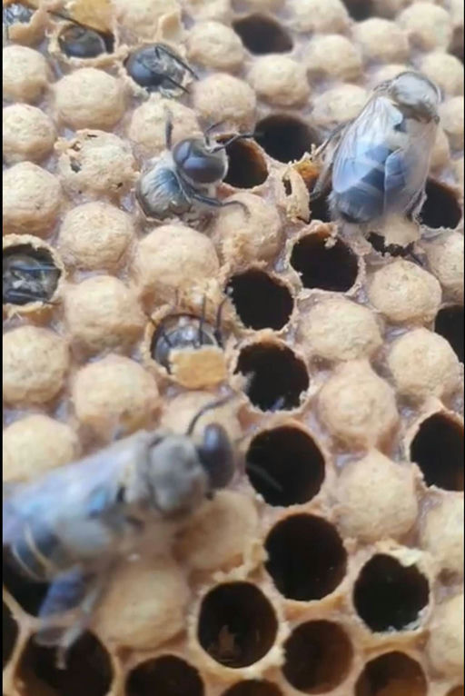 Die Drohnenschlacht 🐝