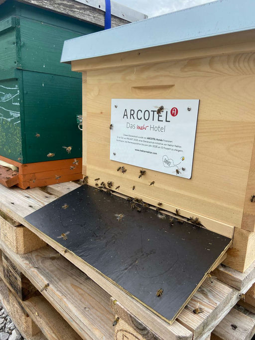 Honigernte 2023 und Ankunft der Bienen