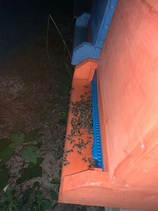 Behandlung gehen Varroa