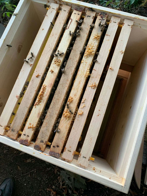 Behandlung gehen Varroa