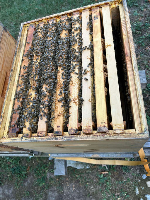 Behandeln und füttern Bild 1