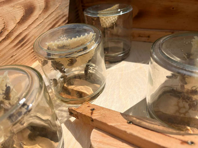 fleißige Bienen Bild 2