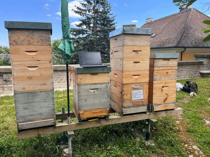 fleißige Bienen Bild 3