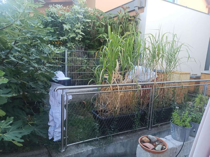 Nach-Urlaubs-Kontrolle und Spätsommerpflege Bild 2