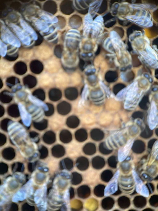 Frühjahrsdurchsicht - leben die Bienen noch?