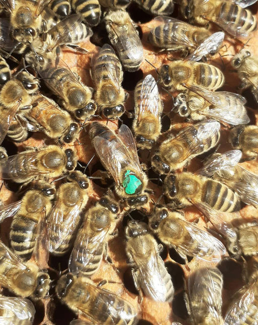 Neue Königin, neues Glück 🤷♀️