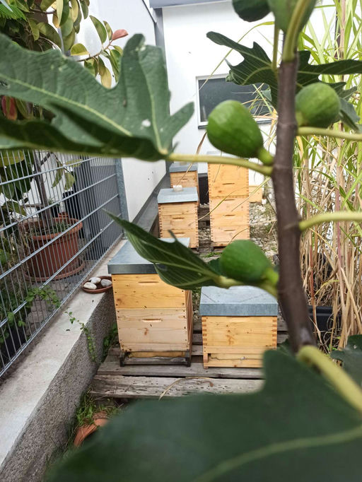 Das Ende des Bienenjahrs