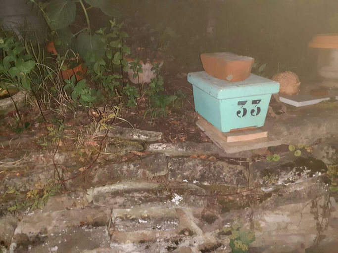 Königinnenvermehrung steht an