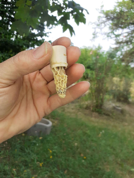 Königinnenvermehrung steht an Bild 1