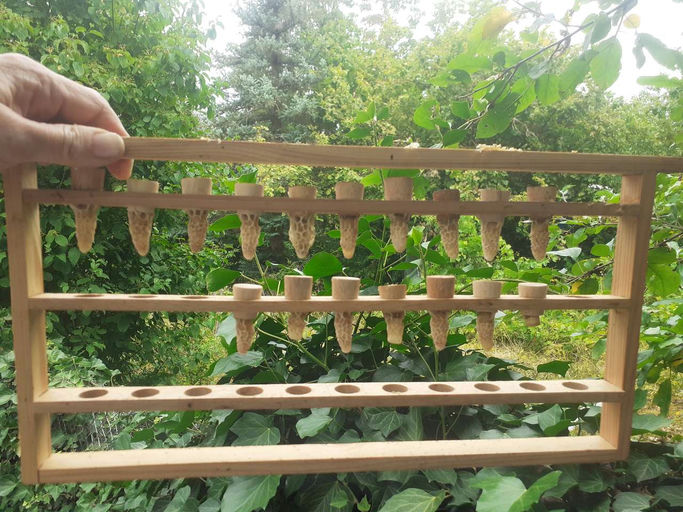 Königinnenvermehrung steht an Bild 2