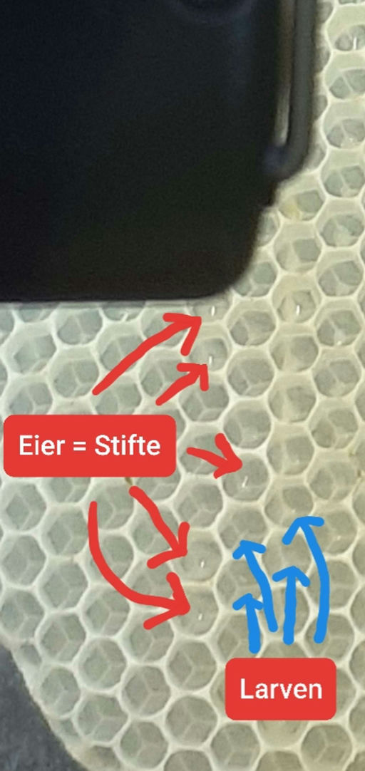 Königinnenvermehrung steht an Bild 3