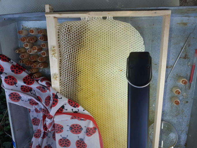 Königinnenvermehrung steht an Bild 4