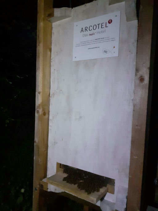 Nachts am Bienenstock