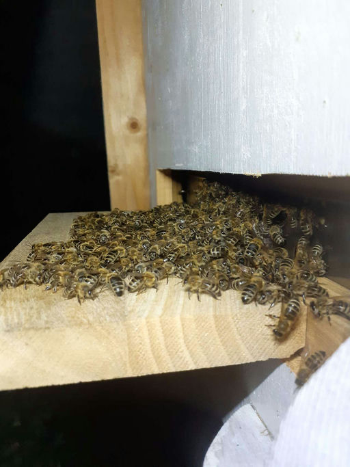 Nachts am Bienenstock