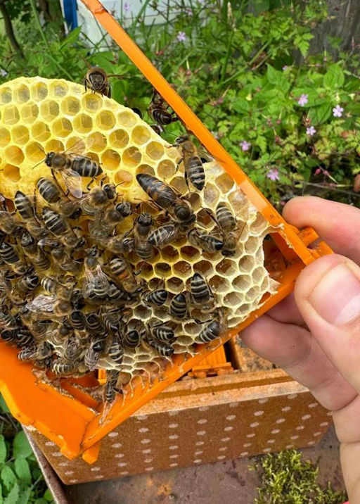 Die Bienenkönigin 🐝👑