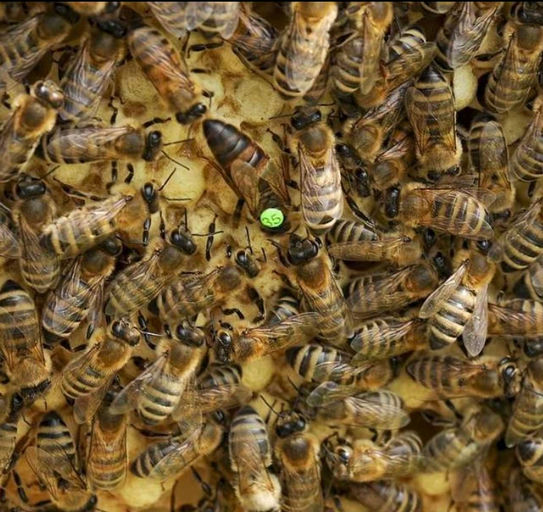 Die Bienenkönigin 🐝👑