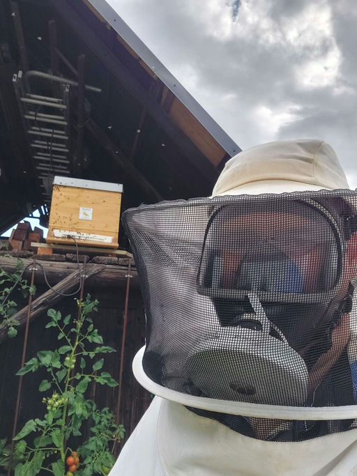 Das flüssige Gold geerntet und abgefüllt