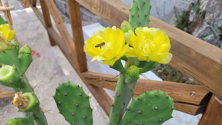 Danke 🐝.....🌸.....🛖.....🍯