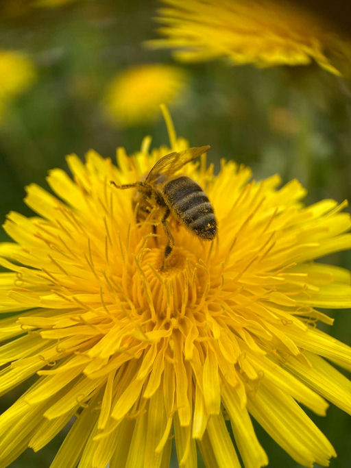 Endlich Frühling...
