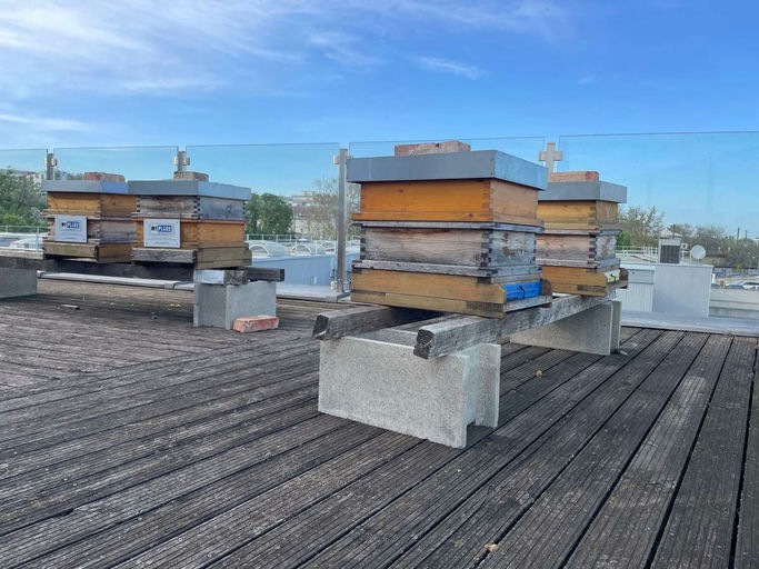 Wiener Frühling Bild 2