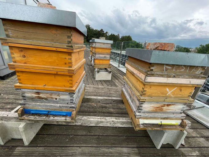 Der erste Honig 2025! Bild 2